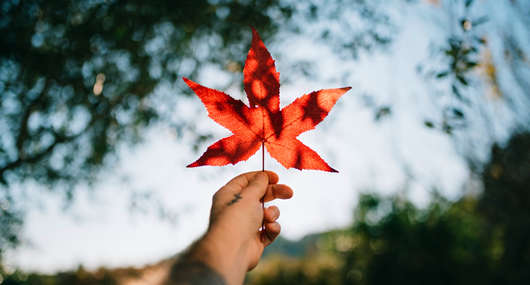 加拿大旅游簽證需要哪些材料，辦理費用和申請步驟流程！