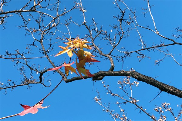 英國一年制碩士優(yōu)勢(shì)有哪些